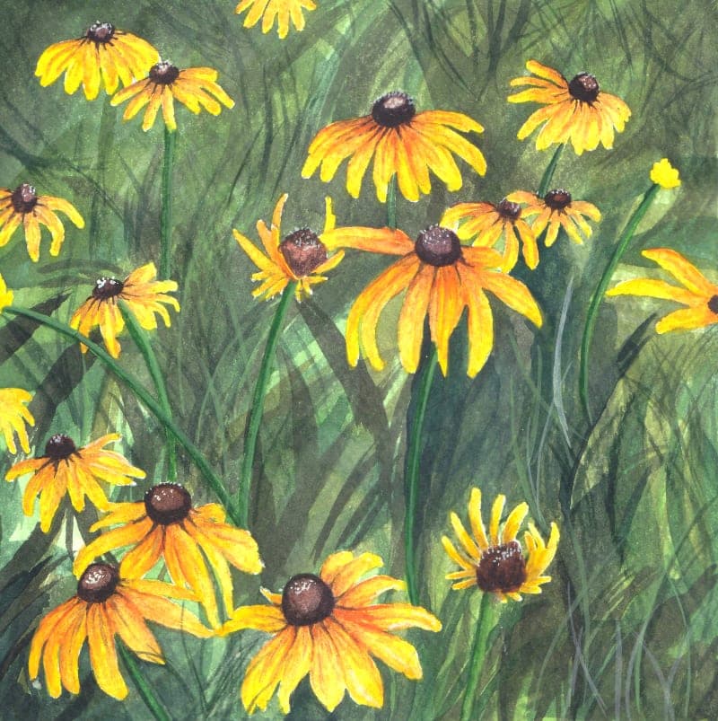 Rudbeckia fulgida