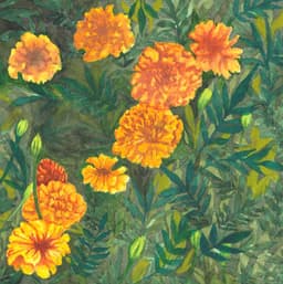 Marigolds thumbnail 0