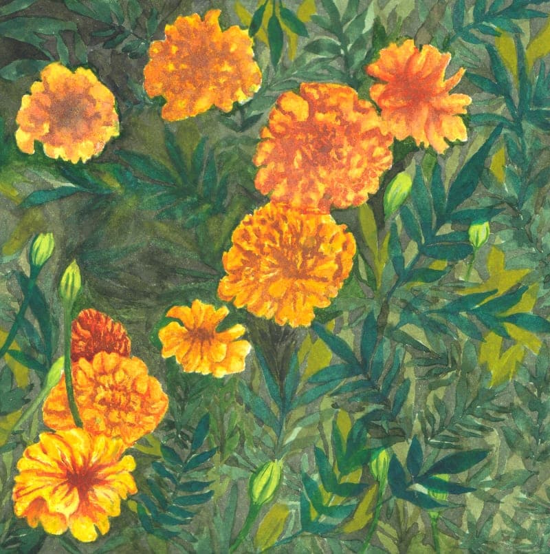 Marigolds