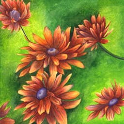 Daisies thumbnail 0
