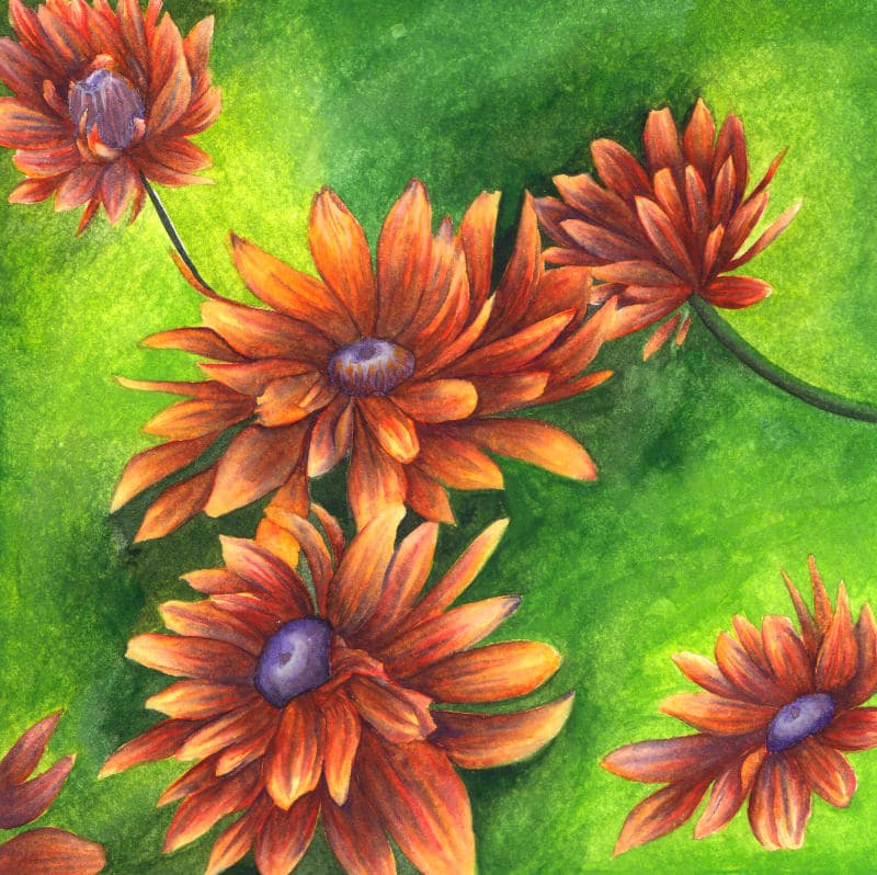 Daisies