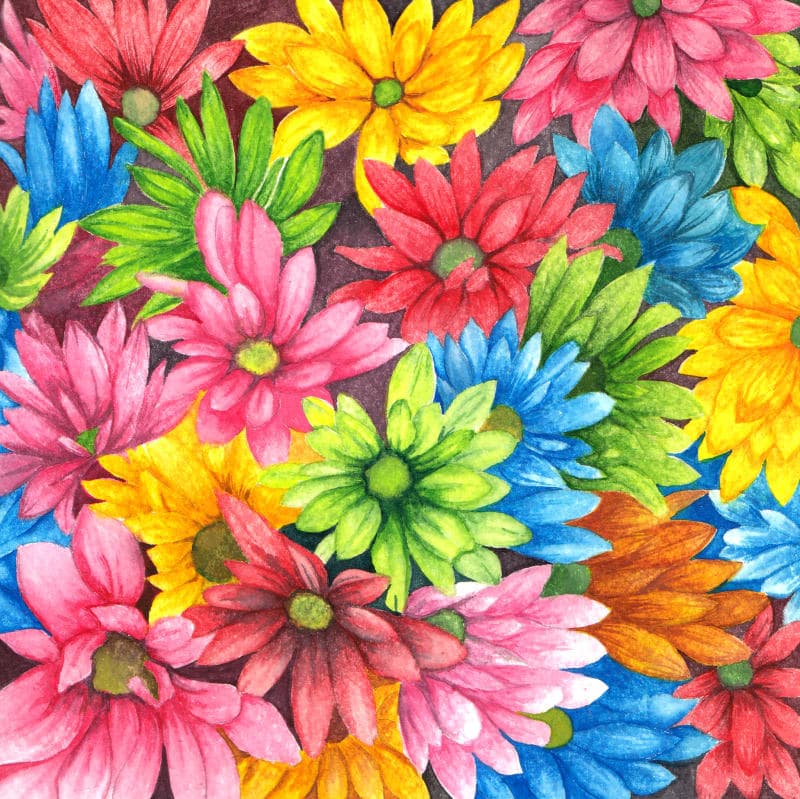 Gerbera Daisies