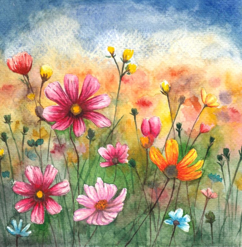 Field of flowers