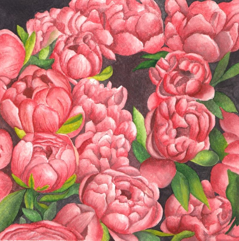 Pink Roses