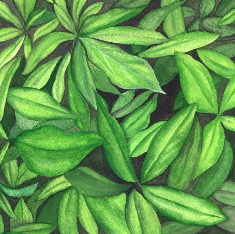 Breathe Green
