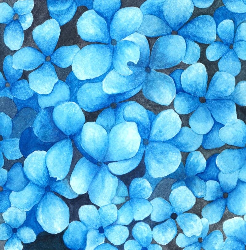 Blue Hydrangea
