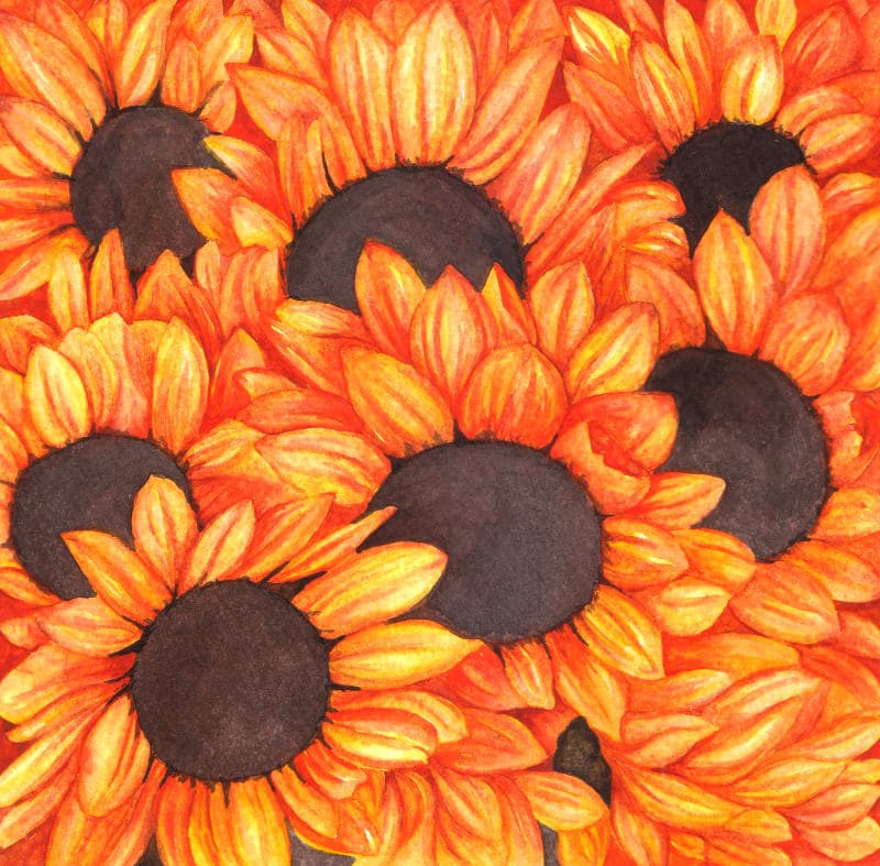 Sunflowers