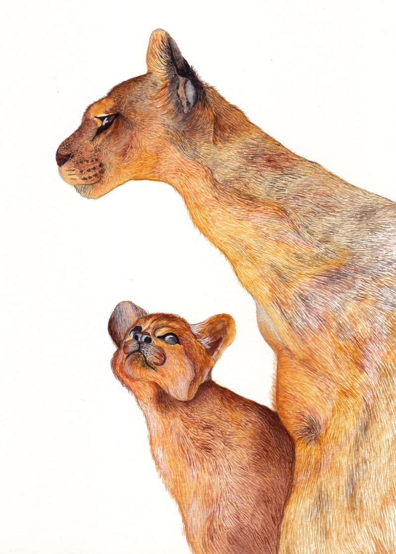 Mother Lion & the baby