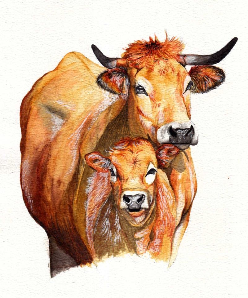 Mother cow & calf