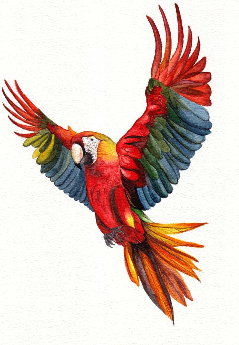Macaw
